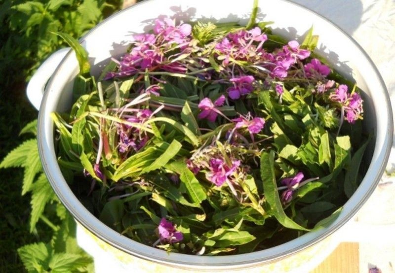 Шалфей - одна из трав монастырского чая